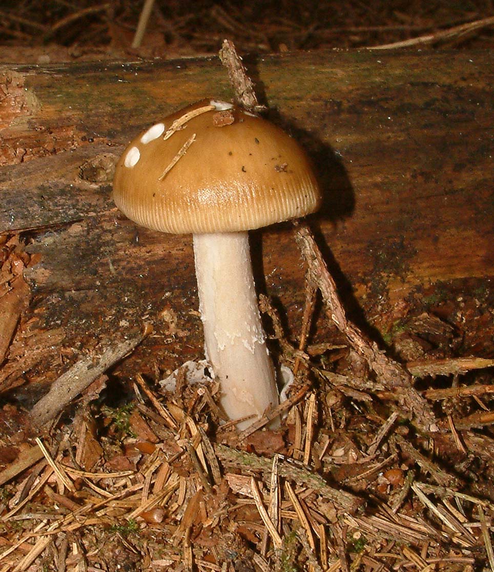 Cosa ha da fare un marinaio in montagna se non....